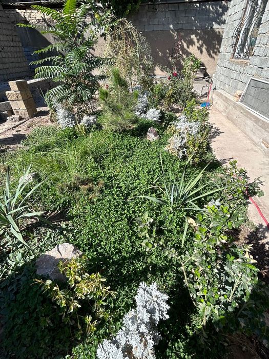 Кустарники, самшит, юка и тд