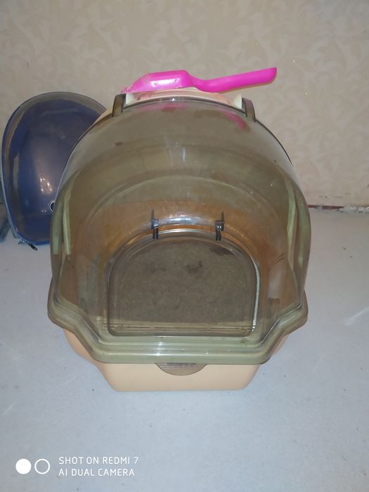 Britanskiy shinshilla sotiladi