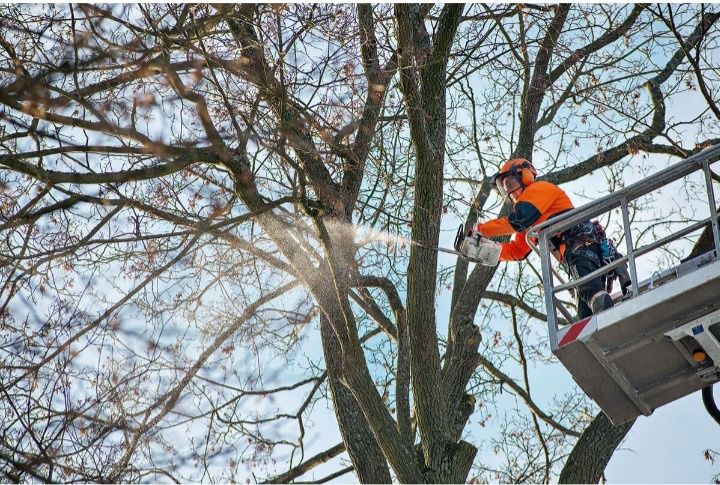 Ағаш кесеміз Арзан Бағамен