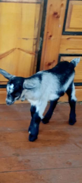 Козлики альпийцы