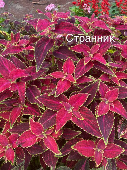 Укорененные черенки сортовых колеусов