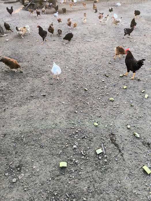 Pui de vânzare de curte
