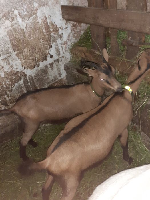 Caprita sannen cu lapte