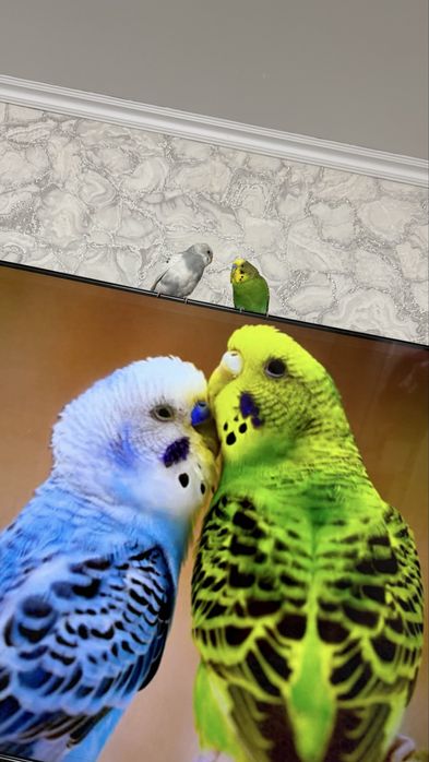 Продам волнистых побугаев