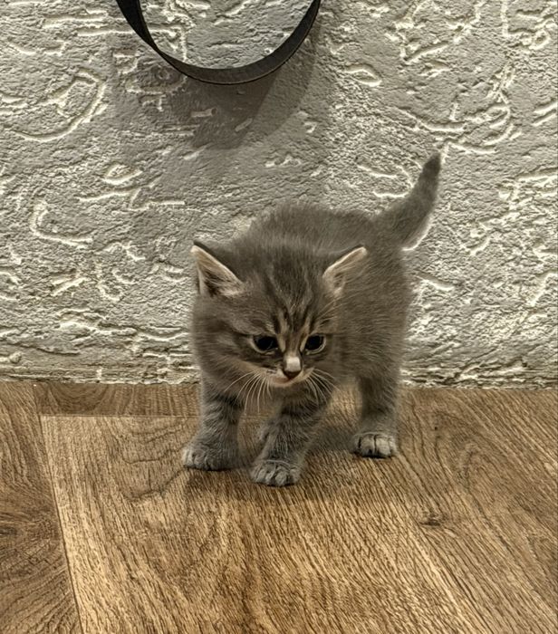 Котятки в добрые руки