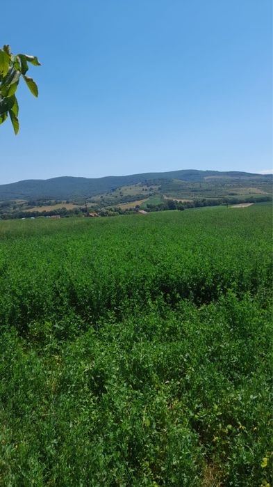 Baloti lucernă ecologică coasă 2 de cea mai bună calitate certificată ecologic