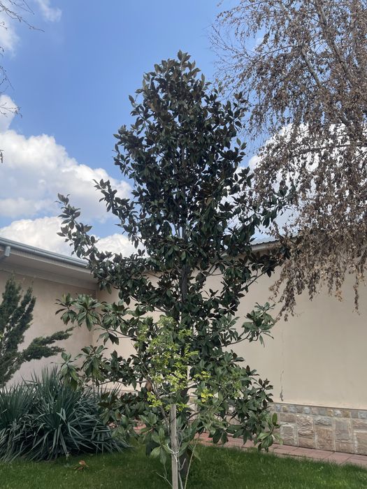 Magnolia grandfloria