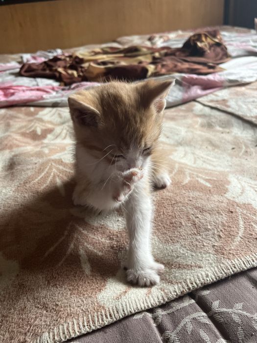 Подарявам котенца