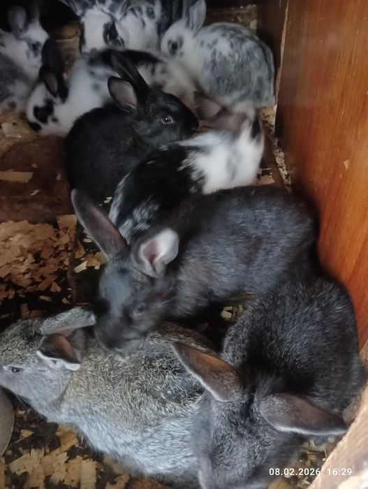 Кролики и крольчата