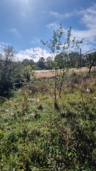 Vând salaș in comuna Sichevita