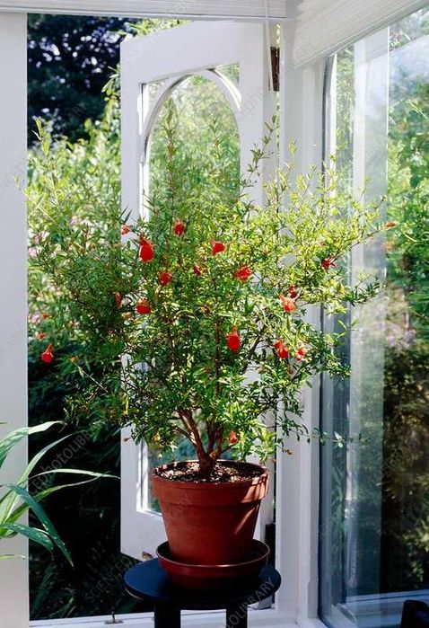 Мини НАР  - Punica Granatum Nana