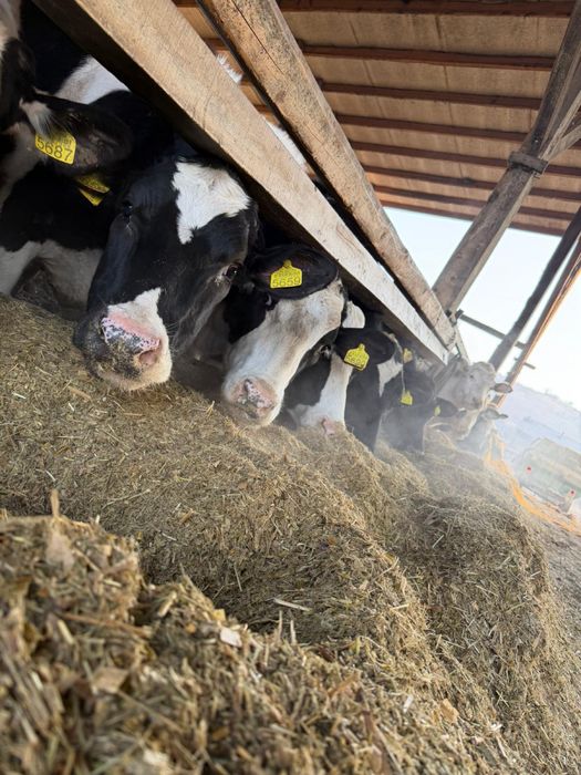 Vand juninci din vaci de lapte