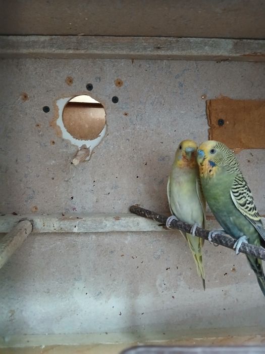 Bir jup bolali para sotiladi 4 ta bolasi narxi 370 ming ozirog' kami b