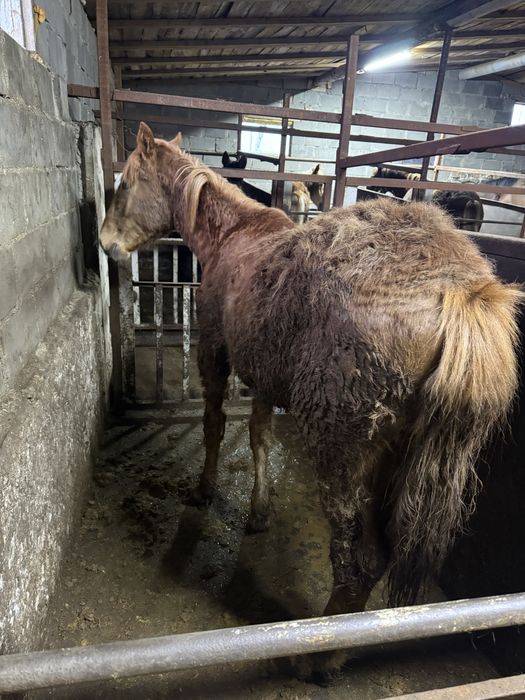 Лошади с откорма на развод.