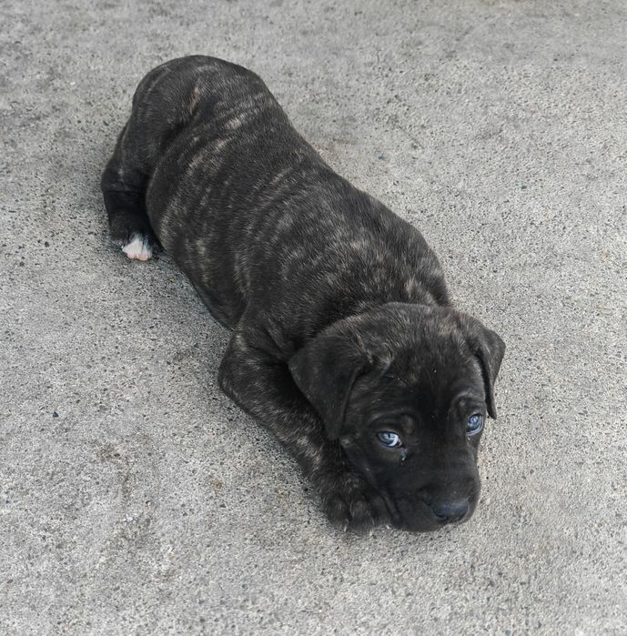 Продаётся щенок Кане Корсо