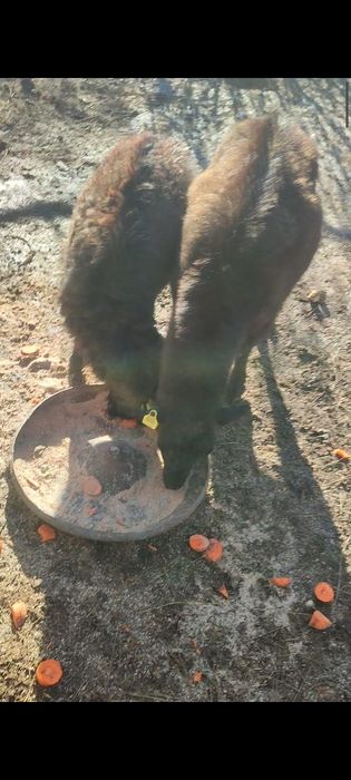 Обменяю коз на телят