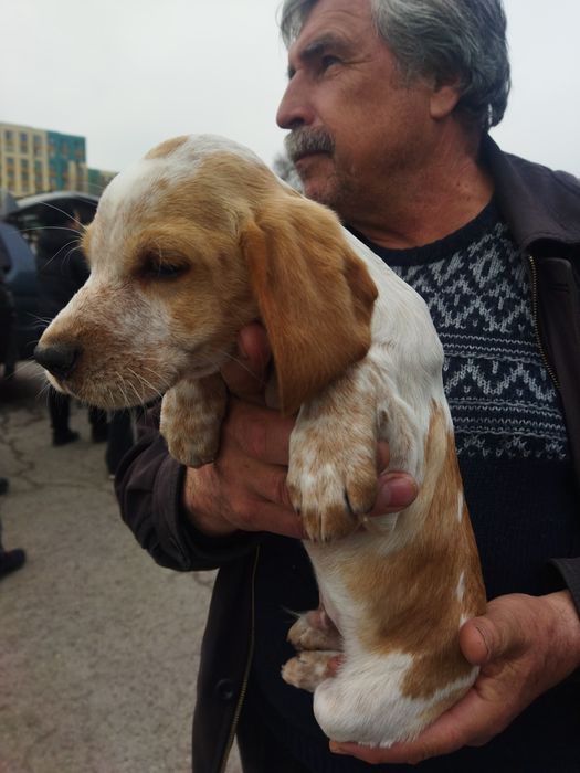 Спаниель плюс джек-рассел