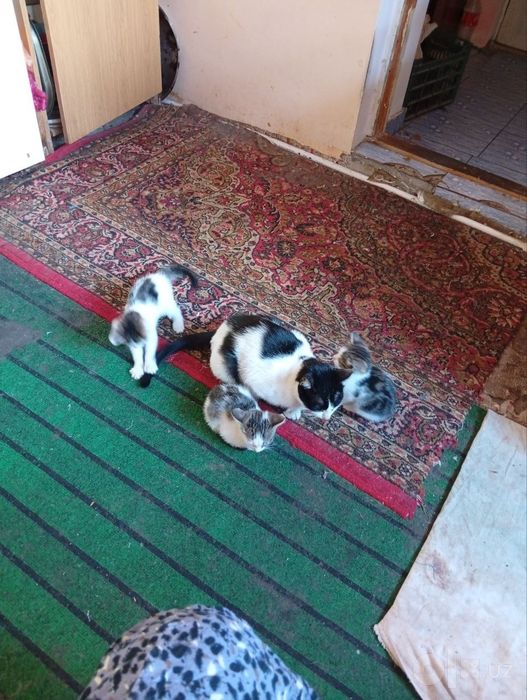 котята отдадим добрые руки