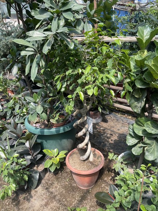 Гулдер ЦВЕТЫ оптом И В РОЗНИЦУ