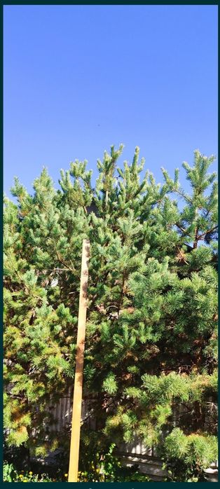 Сосны крупномеры недорого