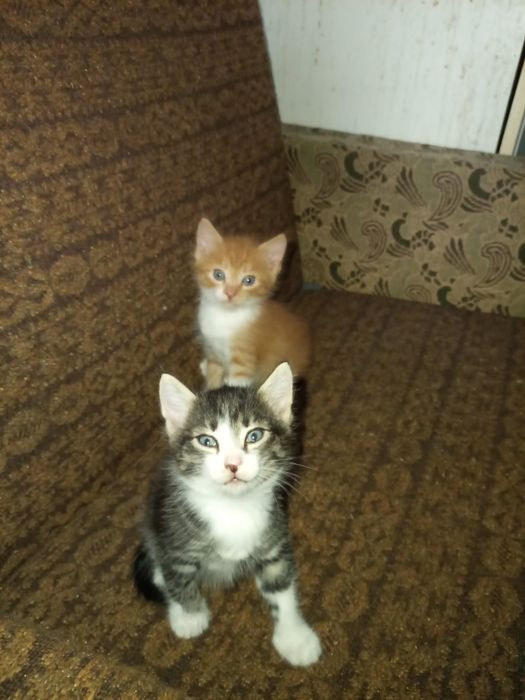 Отдам котят ,рыжие