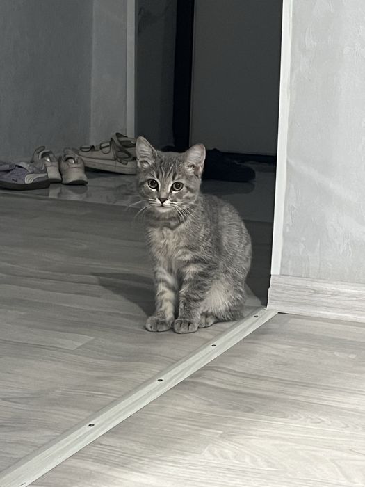 Продам кошку Шотландский коротко шорстая!