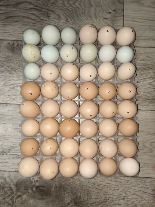 Инкубатор хизмати бор  Услуги инкубатора