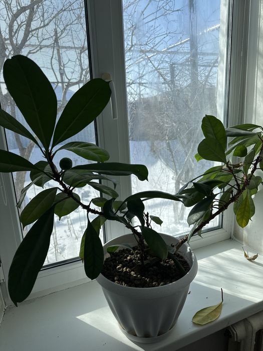 Цветы комнатные фикус,пальма