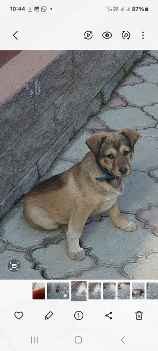 Собака семь месяцев