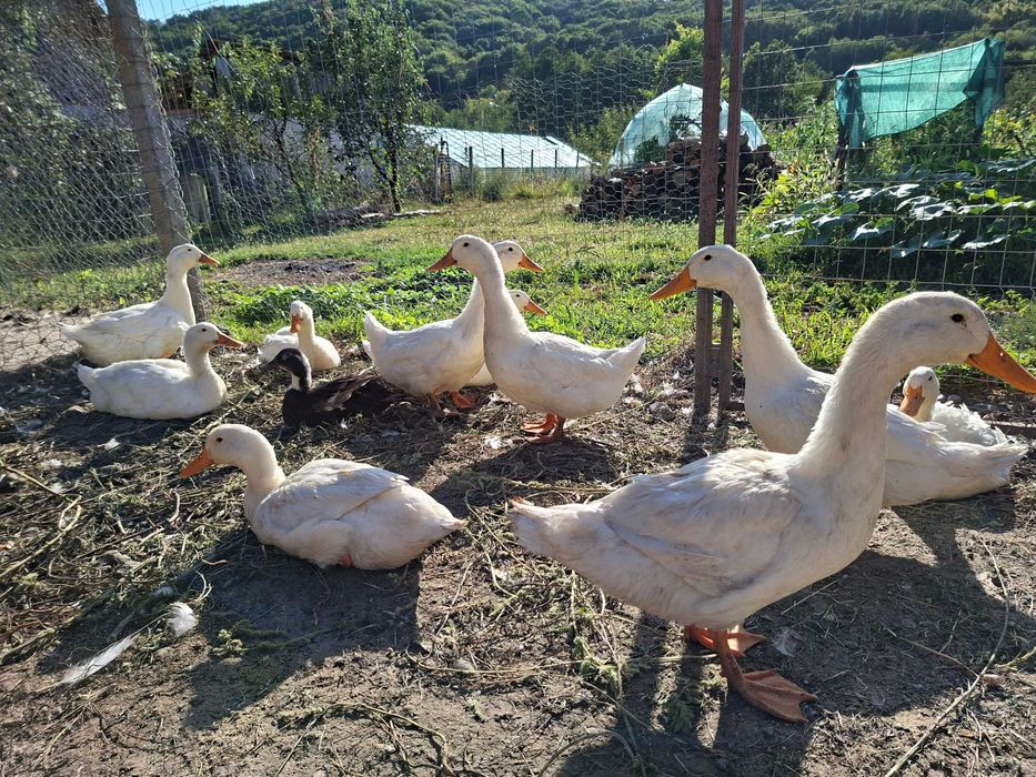 Rate albe crescute in gospodărie