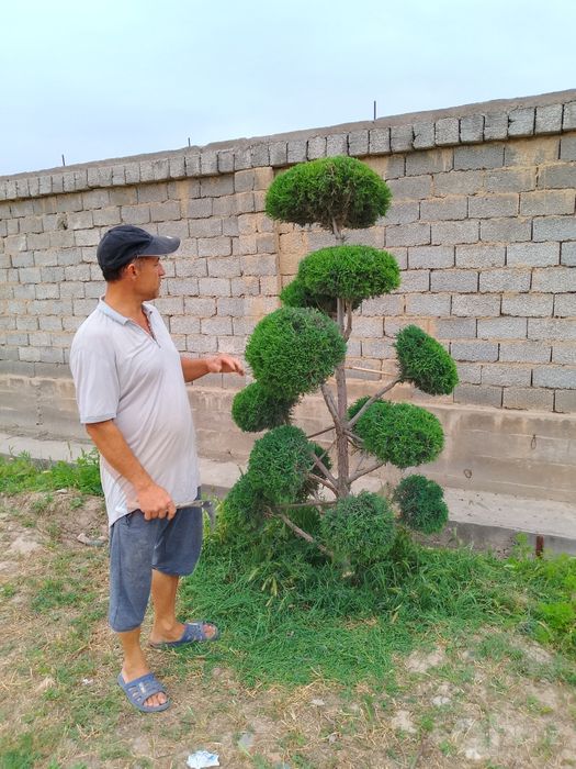 Арча бансай арча