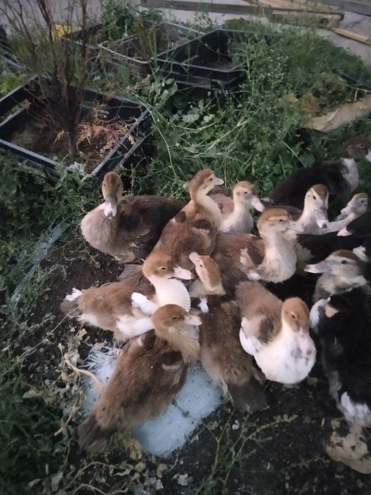 Продаются Индаутята