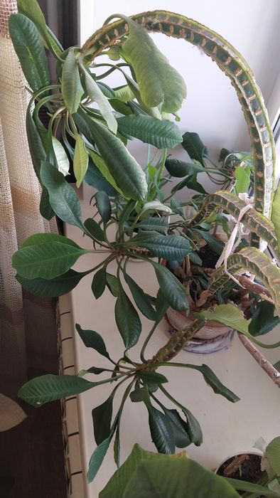 Продам Молочай беложильчатый