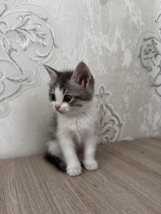 Кошка Домашний 2месяцовый