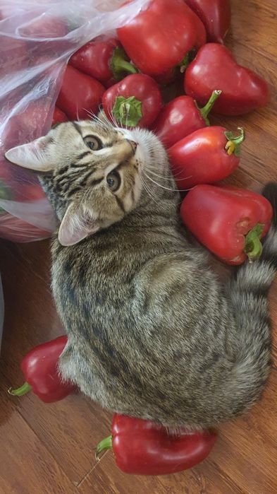 Шотландская девочка