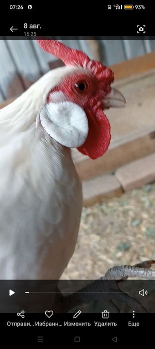 Продам кур породы Ява.