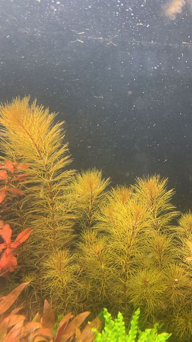 Jbl plant soil pentru acvariu pești,creveti,plante