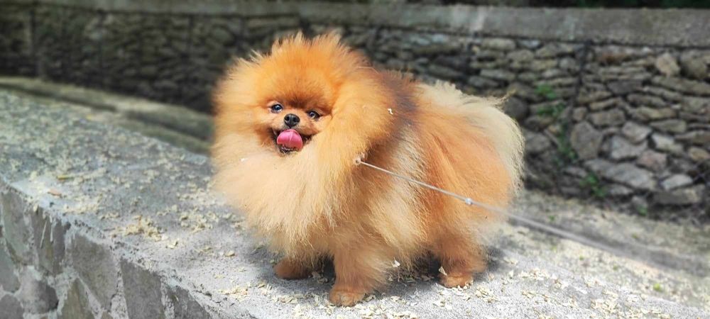Femela disponibilă cu Pedigree din părinți campioni.