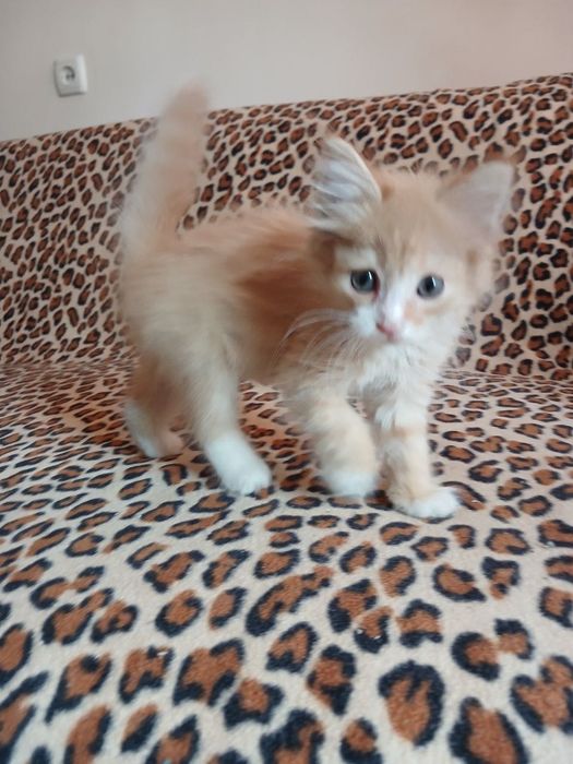 Маленькие котята ищут семью