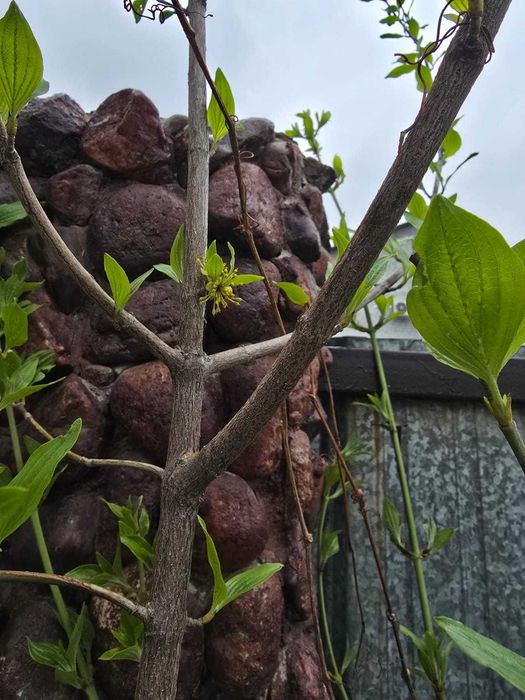 Продам кусты кизила