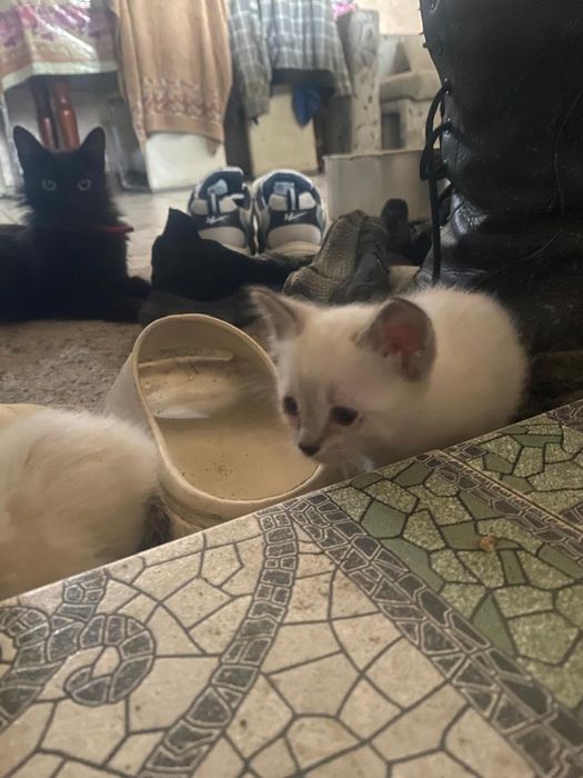 Отдам белых котят в хорошие руки