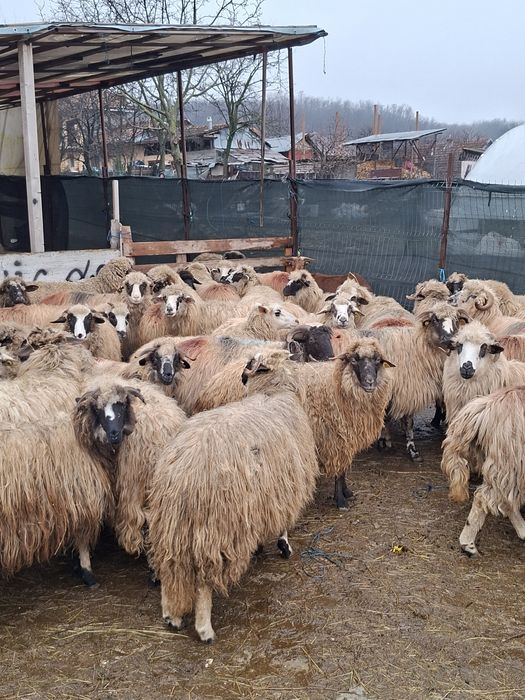 Vand 36 de oi tinere