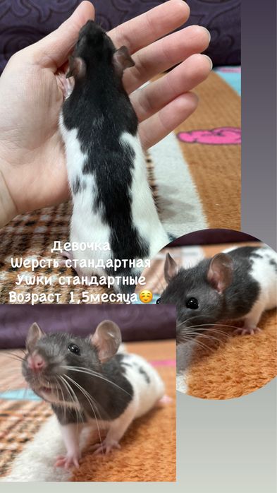 Крысята ручные малыши кудряшки  (крысы,крыса)