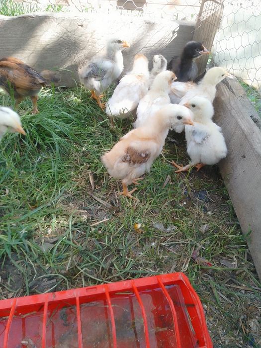Pui de găină de țară