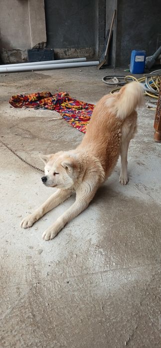 Продам Акита-Хатико