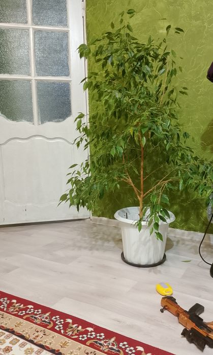 домашние комнатные цветы