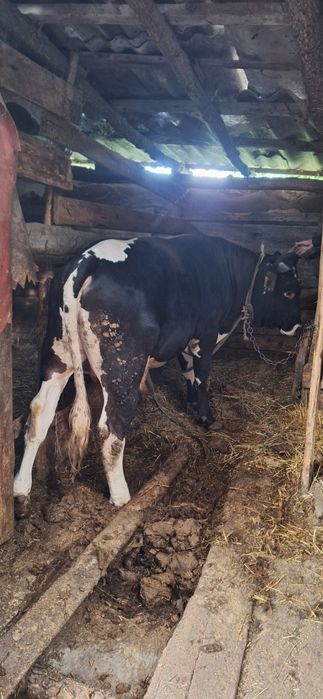 Продам быка 1 год 3 месяц