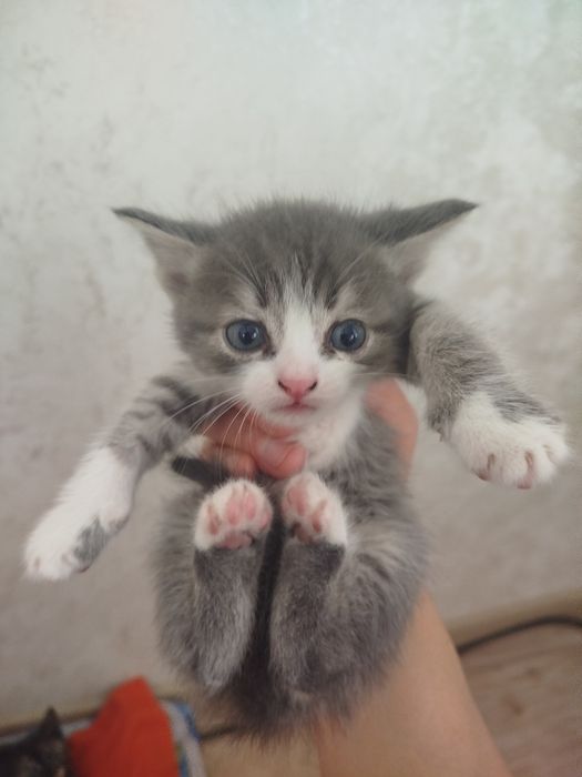 Отдам даром котенка