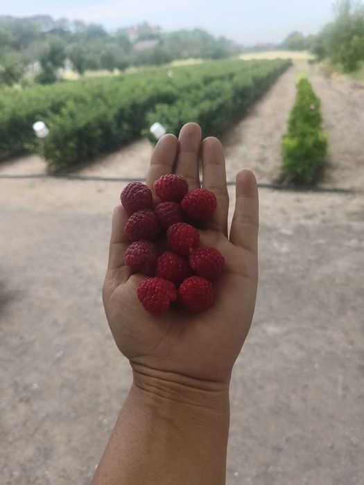 Саженцы малины продаётся