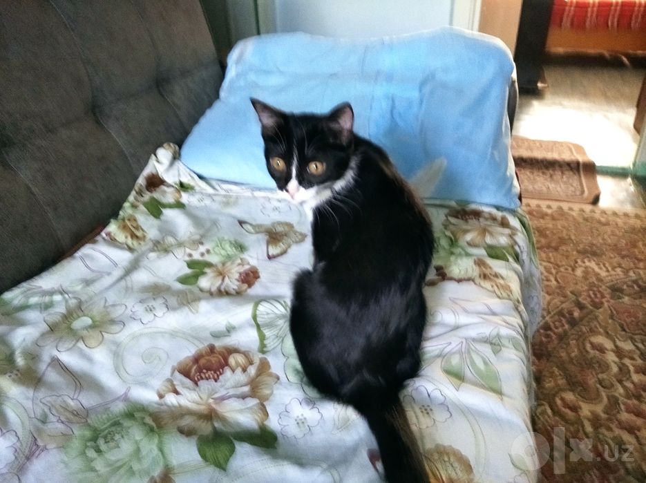 Котята домашние чистенькие